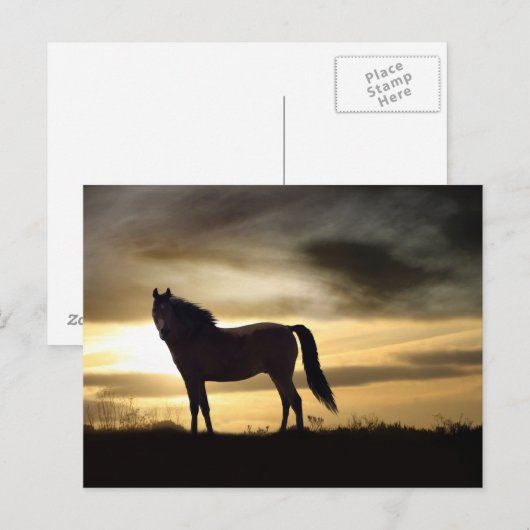 Prachtige paarden in het Sunset Briefkaart (Voorkant / Achterkant)