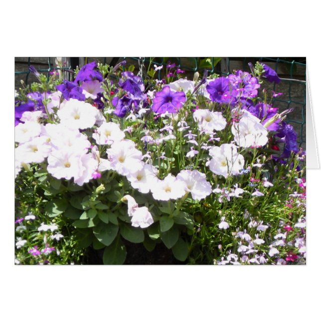 Prachtige Paarse en witte petunia's (Voorkant Horizontaal)