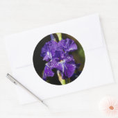 Prachtige Paarse gepantserde iris in de middags va Ronde Sticker (Envelop)