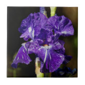 Prachtige Paarse gepantserde iris in de middags va Tegeltje (Voorkant)