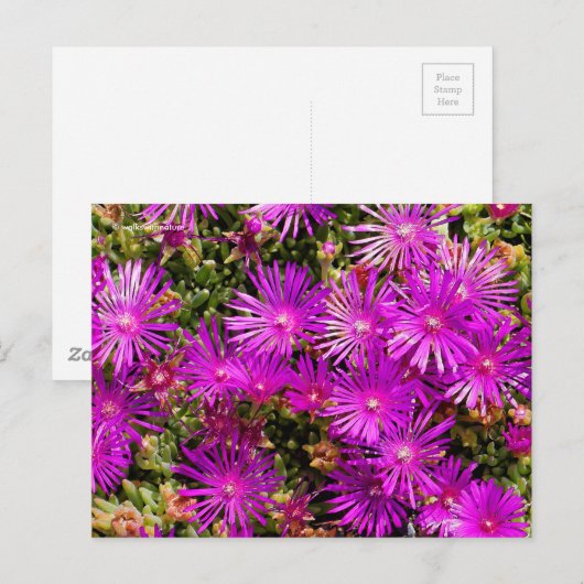 Prachtige Paarse ijsbloemen Briefkaart (Voorkant / Achterkant)