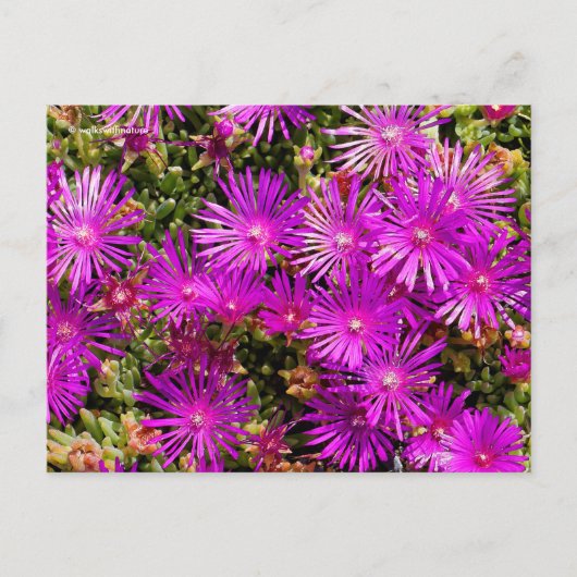 Prachtige Paarse ijsbloemen Briefkaart (Voorkant)