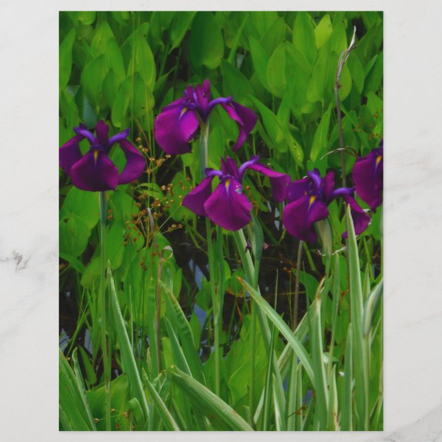Prachtige Paarse Iris (Voorkant)
