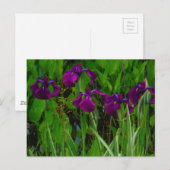 Prachtige Paarse Iris Briefkaart (Voorkant / Achterkant)