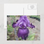 Prachtige paarse iris briefkaart (Voorkant / Achterkant)