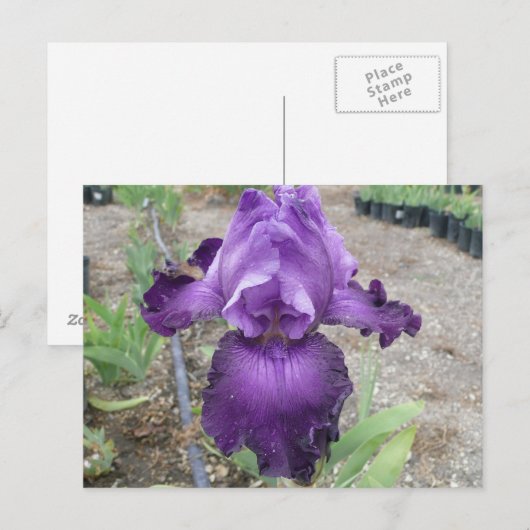 Prachtige paarse iris briefkaart (Voorkant / Achterkant)