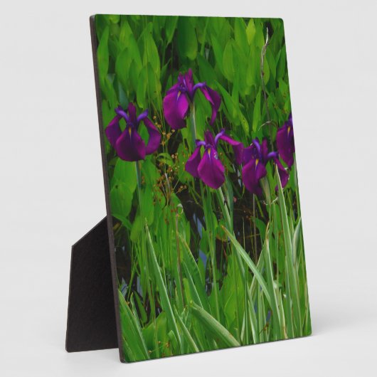 Prachtige Paarse Iris Fotoplaat (Zijkant)