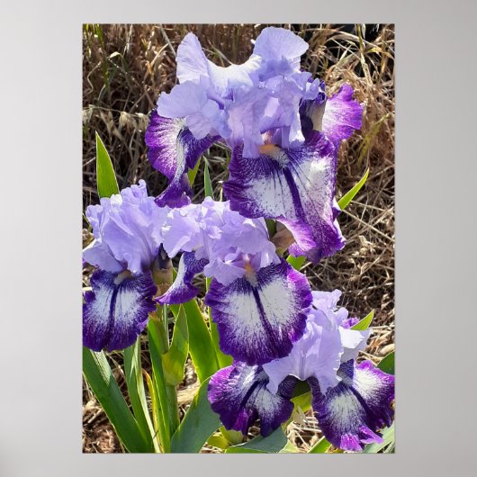 Prachtige Paarse Iris Lila VloertuinPoster Poster (Voorkant)