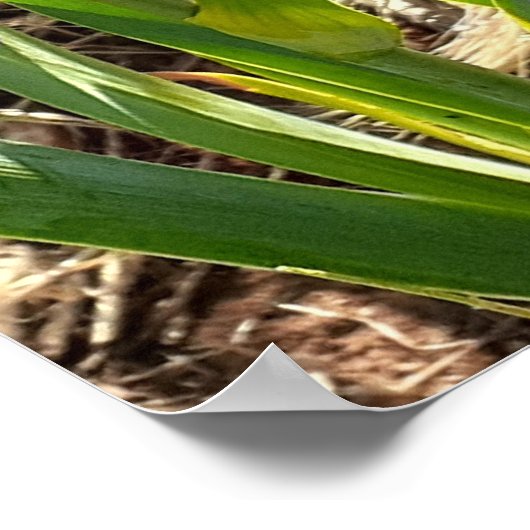 Prachtige Paarse Iris Lila VloertuinPoster Poster (Hoek)