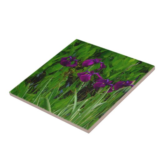 Prachtige Paarse Iris Tegeltje (Zijkant)