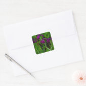 Prachtige Paarse Iris Vierkante Sticker (Envelop)