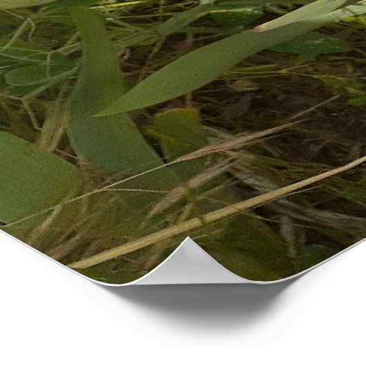 Prachtige Paarse Iris Vloertuin Poster (Hoek)