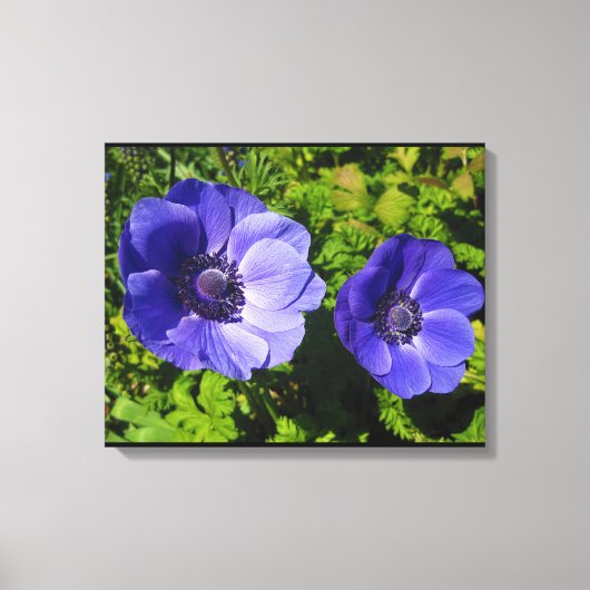 Prachtige Paarse papaver met platte Prints van Can (Voorkant)
