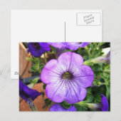 Prachtige Paarse Petunia Briefkaart (Voorkant / Achterkant)