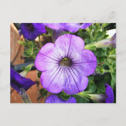 Prachtige Paarse Petunia Briefkaart (Voorkant)