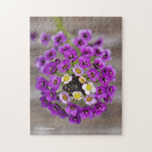 Prachtige Paarse Sweet Alyssum