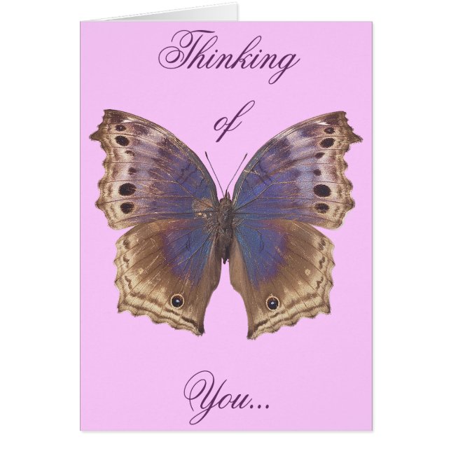 Prachtige Paarse vlinder (Voorkant)