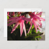 Prachtige paascactus bloemen feestdagenkaart (Voorkant / Achterkant)
