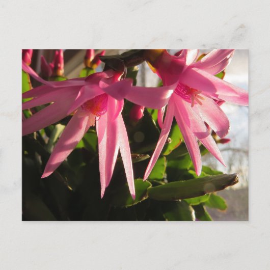 Prachtige paascactus bloemen feestdagenkaart (Voorkant)