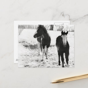 Prachtige Paint Horse Merrie en Veulen in de Winte Briefkaart