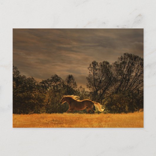 Prachtige palomino in de zon briefkaart (Voorkant)