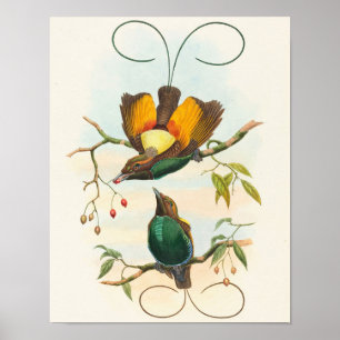 Prachtige Paradijsvogel door John Gould Poster