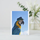 Prachtige Parrot die een Pet draagt Briefkaart (Staand voorkant)