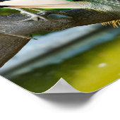 Prachtige pauw Afbeeldingen Poster (Hoek)