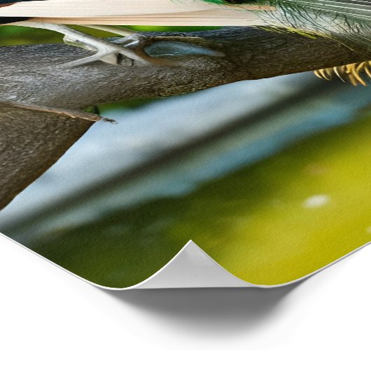 Prachtige pauw Afbeeldingen Poster (Hoek)