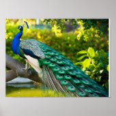 Prachtige pauw Afbeeldingen Poster (Voorkant)