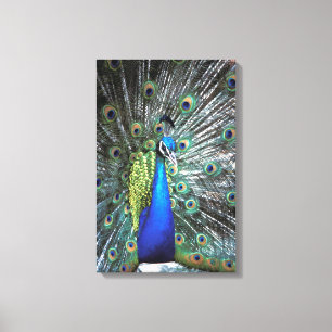 Prachtige pauw spreidt kleurrijke veren canvas afdruk