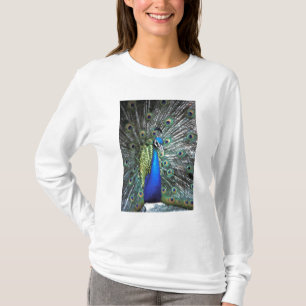 Prachtige pauw spreidt kleurrijke veren t-shirt