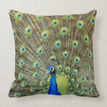 Prachtige pauw vogel