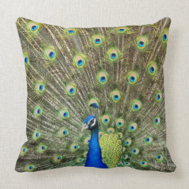 Prachtige pauw vogel kussen