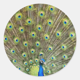 Prachtige pauw vogel ronde sticker
