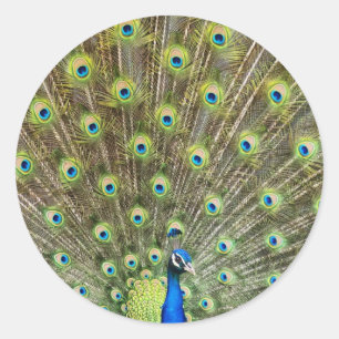 Prachtige pauw vogel ronde sticker