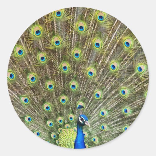 Prachtige pauw vogel ronde sticker (Voorkant)