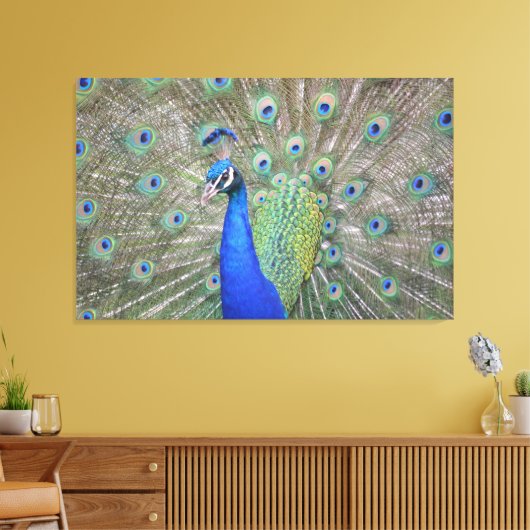 Prachtige Peacock Canvas Afdruk (Insitu (Woonkamer))