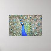 Prachtige Peacock Canvas Afdruk (Voorkant)