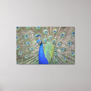Prachtige Peacock Canvas Afdruk