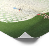 Prachtige Peacock  Poster (Hoek)