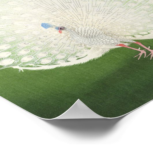 Prachtige Peacock Poster (Hoek)