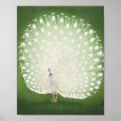 Prachtige Peacock  Poster (Voorkant)