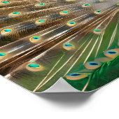 Prachtige Peacock Stock Foto's Poster (Hoek)