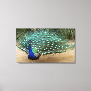 Prachtige Peacock-verrekte canvas afdrukken