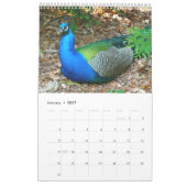 Prachtige Peacocks 2021 Kalender (Jan 2027)