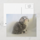 Prachtige Perzische kat briefkaart (Voorkant / Achterkant)
