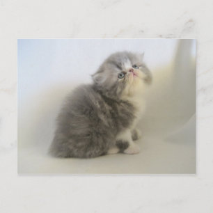 Prachtige Perzische kat briefkaart