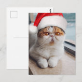 Prachtige Perzische kat met kerstman hoed Briefkaart (Voorkant / Achterkant)