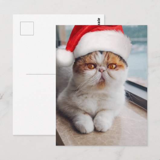 Prachtige Perzische kat met kerstman hoed Briefkaart (Voorkant / Achterkant)